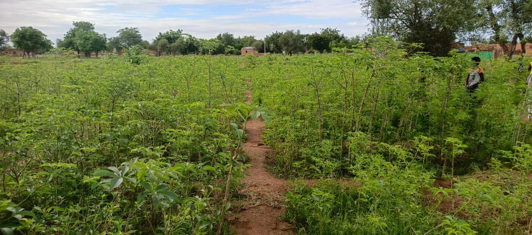 Image de l'activité